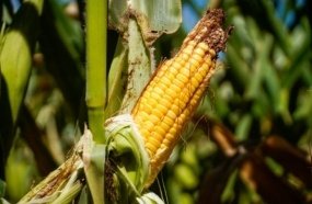 Linha de crédito emergencial para produtores afetados pela estiagem