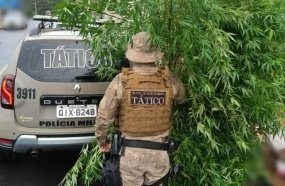 PM encontra pés de maconha cultivados em pátio de residência 