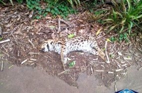 Felino é encontrado morto às margens da SC-150 