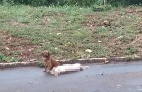 Cão não abandona ‘amigo’ atropelado e viraliza na internet