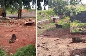 Polícia Militar constata maus-tratos a animais em Campos Novos