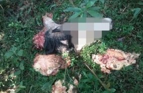Ladrões abatem novilha para furtar carne no interior de Campos Novos 