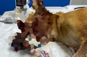 Suspeito de ter matado vários cães é preso em Campos Novos