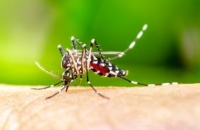 Estado instala centro de operações de emergência para a dengue no Oeste 