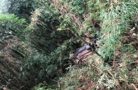 Duas mulheres e uma criança ficam feridas após carro cair em barranco