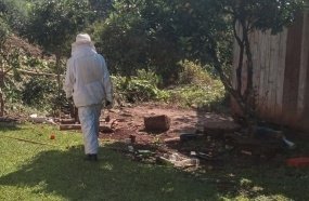 Cachorro morre após ser atacado por enxame de abelhas 