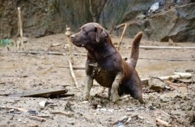 Bombeiros de SC com cães irão atuar em Pernambuco 