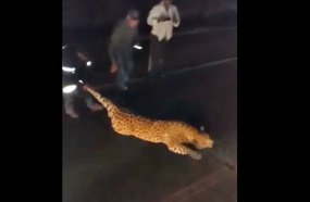 É falso que onça-pintada tenha sido atropelada na região 