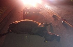 Motociclista sofre ferimentos graves após atropelar animal em rodovia