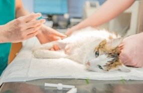 Joaçaba vai credenciar clínicas veterinárias para castração de animais