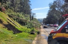 Queda de árvore interrompe trânsito na SC-135