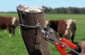 Ladrões abatem bovino e levam aproximadamente 500 kg de carne