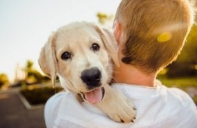 Audiência de conciliação formaliza guarda compartilhada de cachorro