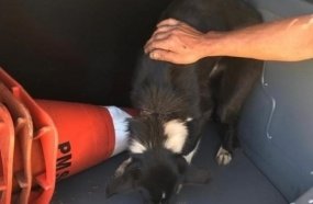 Cachorro debilitado é encontrado amarrado no meio do mato 
