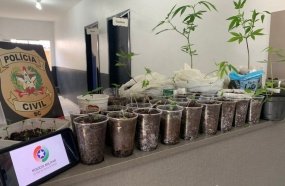 Polícia Militar encontra 47 pés de maconha em terreno baldio 