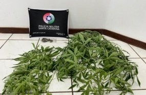 “Para consumo próprio”, diz jovem após PM apreender pés de maconha