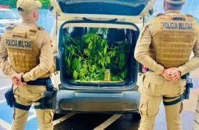 PM encontra plantação de maconha em quintal de residência 