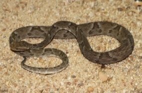 Mulher é picada por cobra venenosa em Catanduvas 