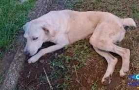 Morte de cachorro por envenenamento revolta moradores de Ouro