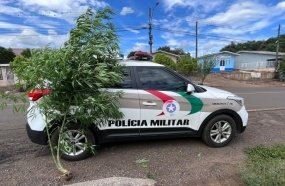 PM encontra pé de maconha com quase 2 metros de altura 
