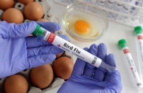 OMS confirma primeira morte por gripe aviária no mundo