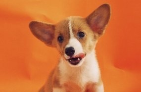 Câmara de Vereadores promove palestra contra maus-tratos aos animais  