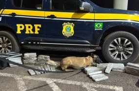Cadela farejadora da PRF localiza mais de 30 kg maconha em ônibus 