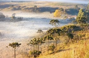 Paisagem amanhece branca da geada na Serra Catarinense