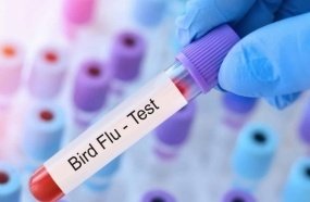 Ministério da Saúde descarta suspeita de gripe aviária em humano