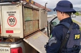 PRF apreende drogas em veículos com adesivos de companhia elétrica