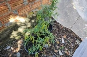 Casal que cultivava maconha no quintal de casa é preso 