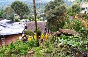 Árvore cai sobre residência causando prejuízos à família de Joaçaba 
