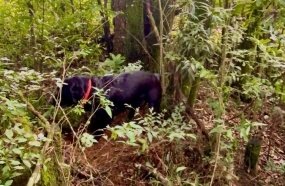 Com o auxílio do cão de busca, Bombeiros localizam restos mortais de mulher  