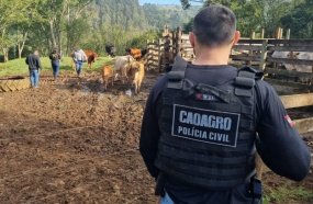 Operação flagra crimes ambientais e irregularidades em rebanho no Oeste