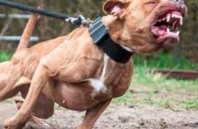 Dono de pitbull solto que atacou outro cão responderá por omissão de cautela