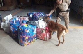 Cão farejador da PM localiza produtos contrabandeados em ônibus de turismo 