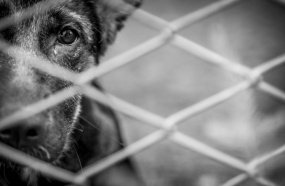 Justiça condena mulher por maus tratos ao próprio cão