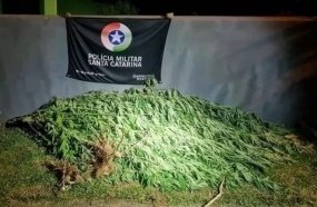 Homem que plantava maconha nos fundos da casa é condenado por tráfico 