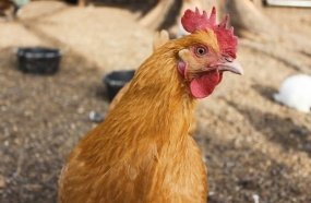 Homem que matou o primo após disputa por frango enfrentará o júri 