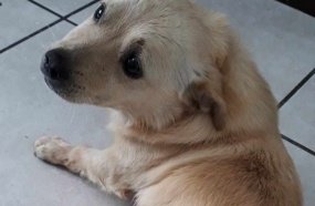 Mulher resgata cãozinho atropelado, mas precisa de ajuda para pagar clínica
