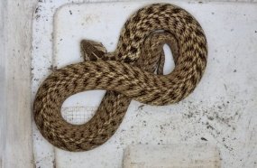 Bombeiros capturam cobra que se escondeu em pilha de lenha  