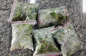 Jovem é preso com vários pés de maconha após ameaçar pessoas com faca