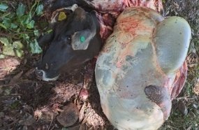 Ladrões abatem gado e furtam a carne no interior de Concórdia 