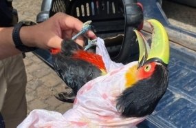 PRF resgata tucano ferido encontrado às margens da BR-153 