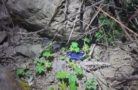Dupla é presa após render mulher e tomar celular de assalto 
