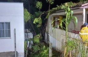 Pinheiro cai sobre duas casas durante temporal em Videira 