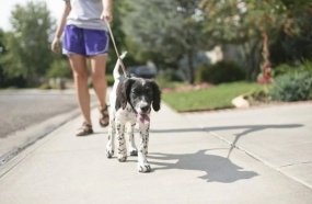 Homem é condenado por se masturbar na frente de mulher que passeava com cachorro