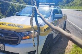 PM Rodoviária auxilia serpente a atravessar rodovia 