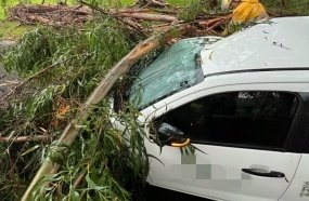 Temporal derruba árvores sobre veículo no interior de Joaçaba 