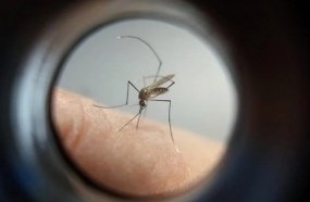 Estado confirma cinco mortes por dengue e mais de 8 mil casos prováveis 